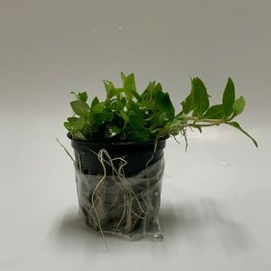 Staurogyne Repens Potted Aquarium Plant Decoration